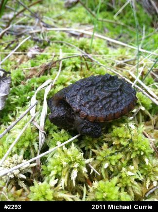Snapping Turtle