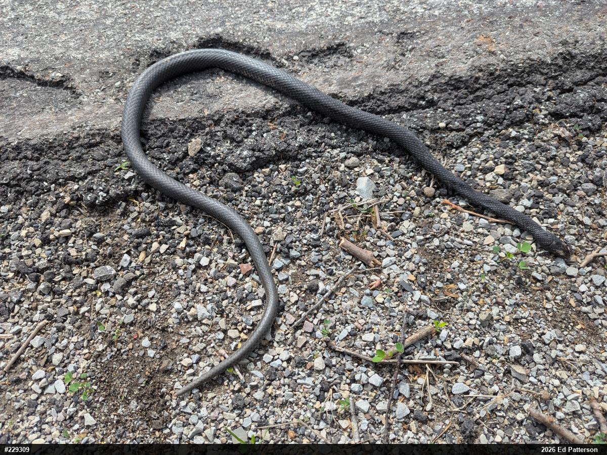 Northern Black Racer