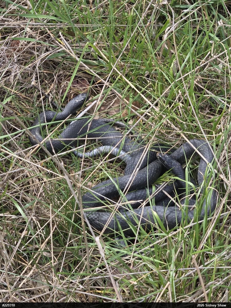 Northern Black Racer