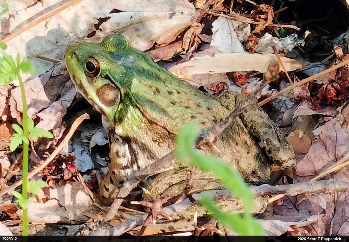 Green Frog