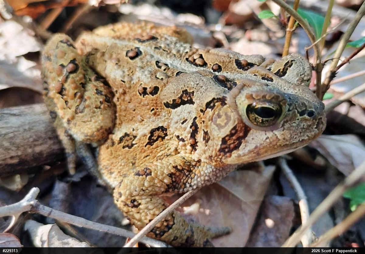 Eastern American Toad