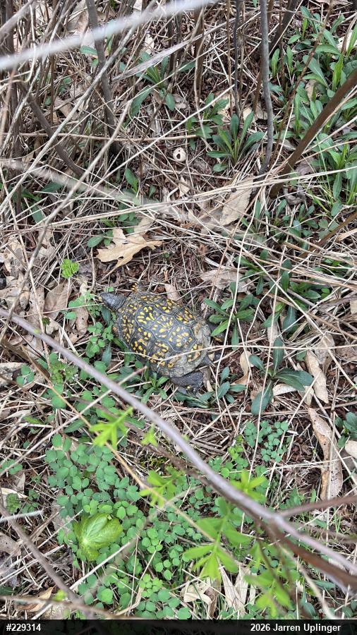 Eastern Box Turtle