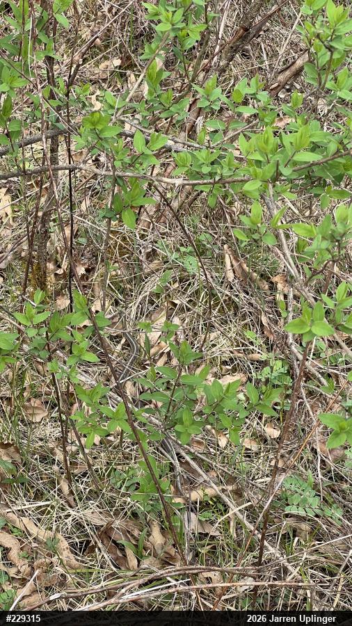 Eastern Gartersnake