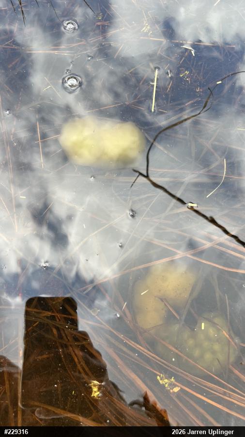 Spotted Salamander