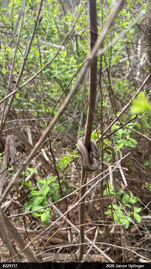 Dekay's Brownsnake