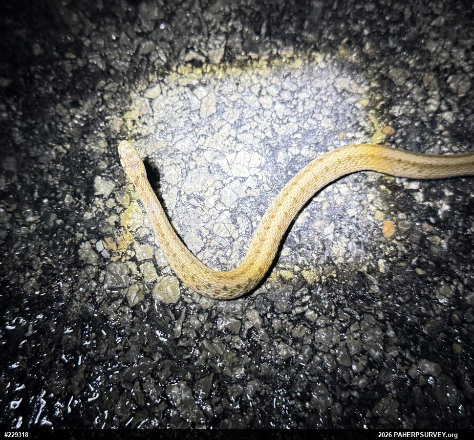 Dekay's Brownsnake