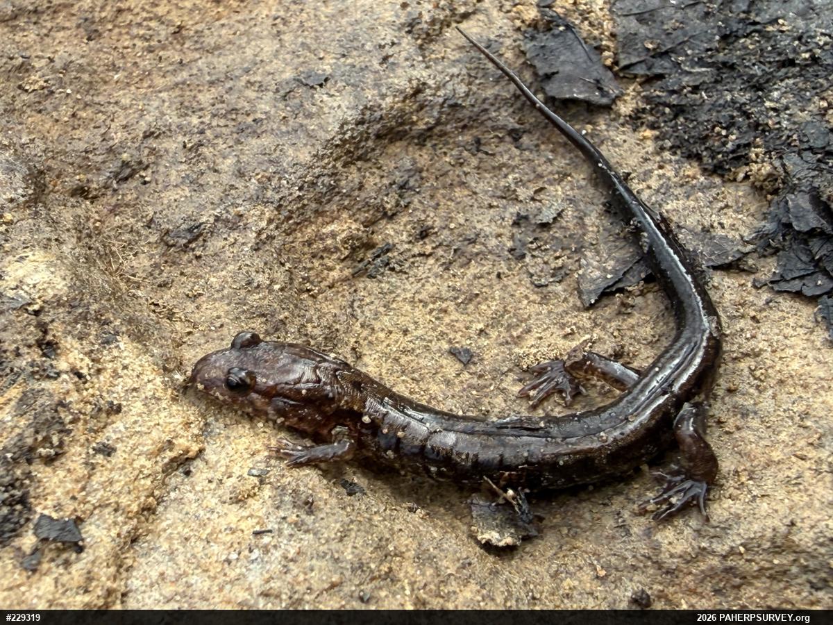 Allegheny Mountain Dusky Salamander
