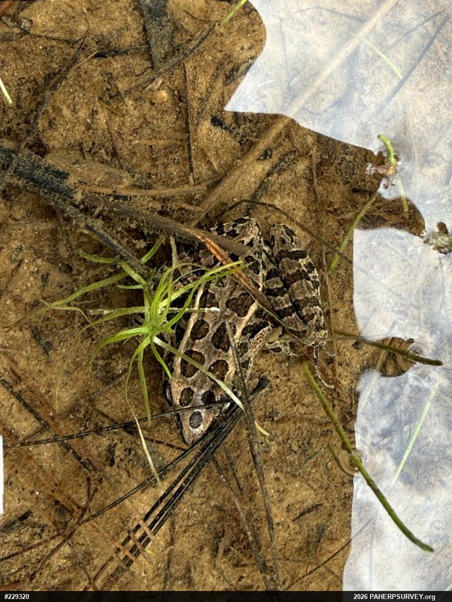 Pickerel Frog