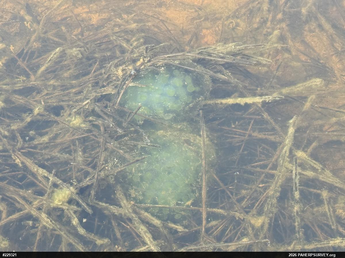 Spotted Salamander