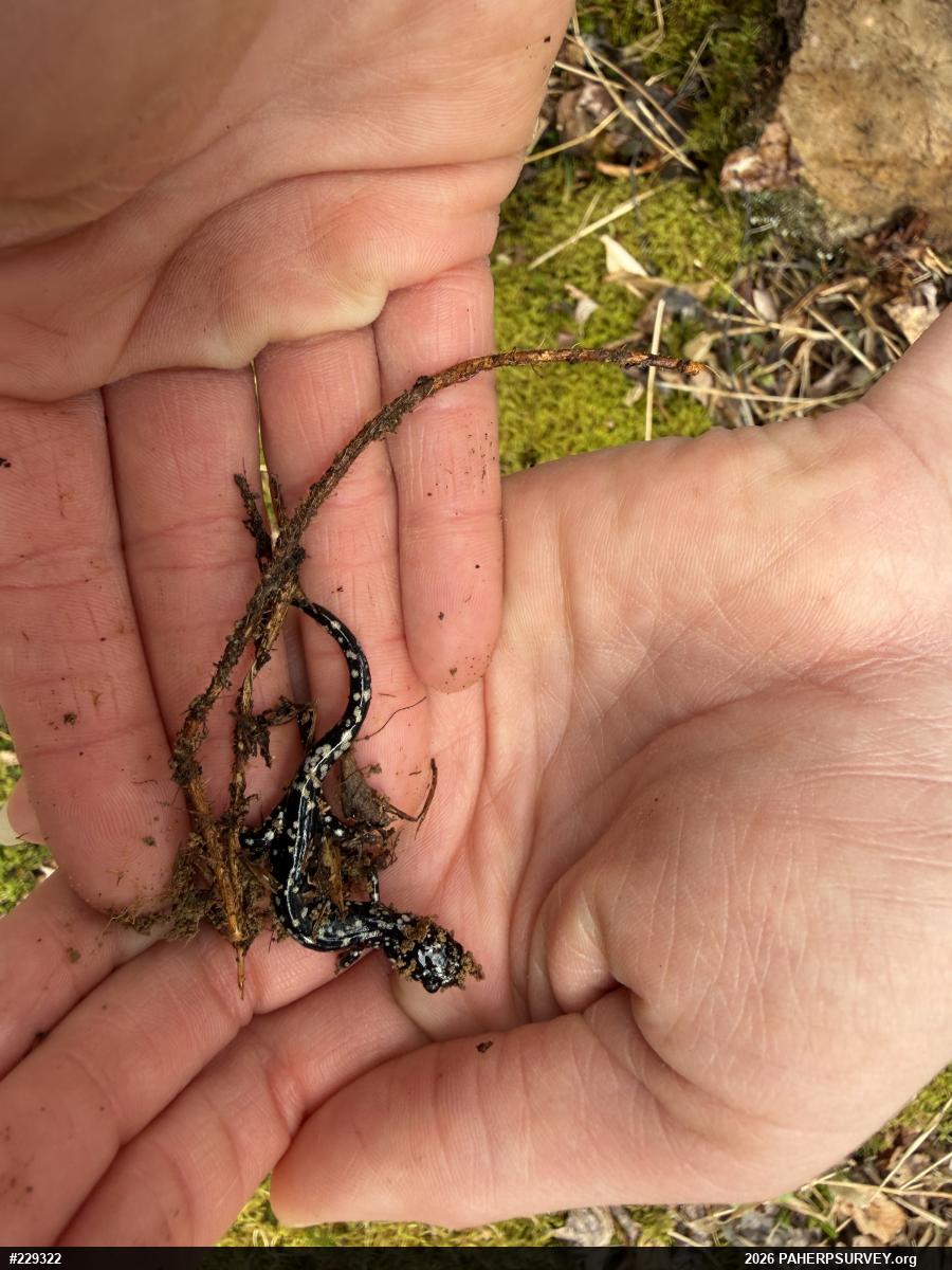 Northern Slimy Salamander