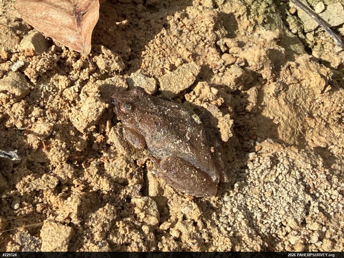 Spring Peeper