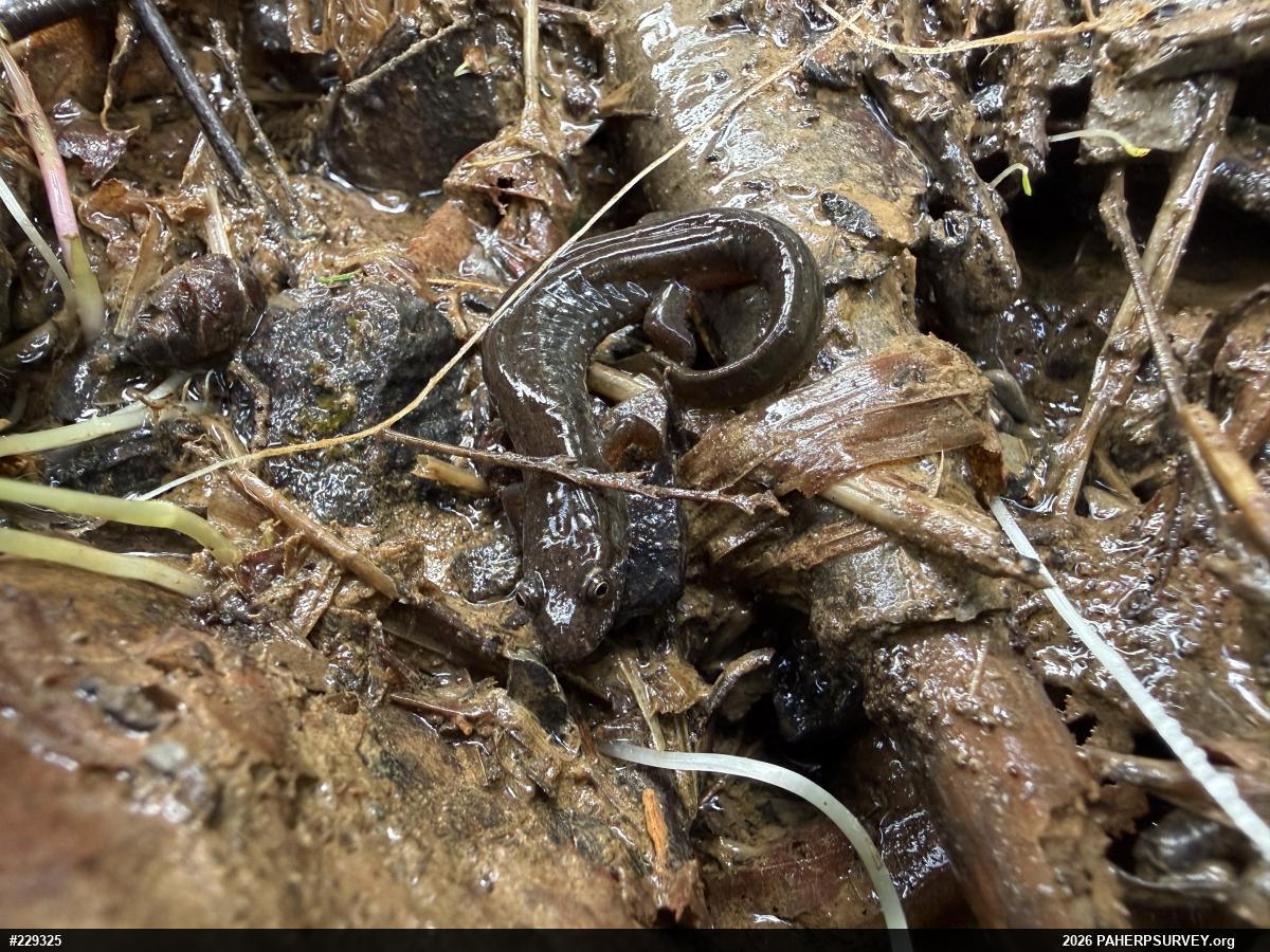Northern Dusky Salamander