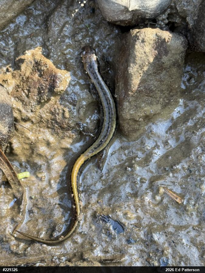Northern Two-lined Salamander