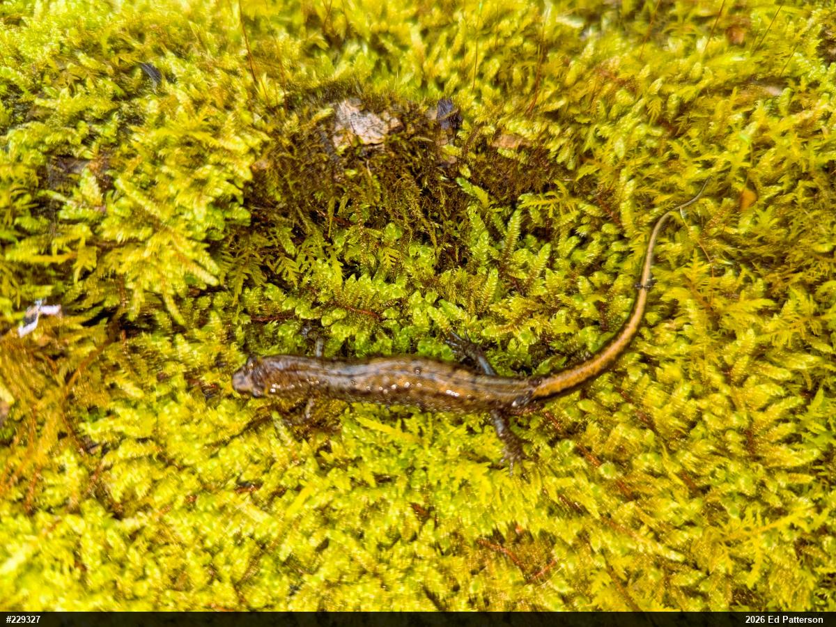 Allegheny Mountain Dusky Salamander