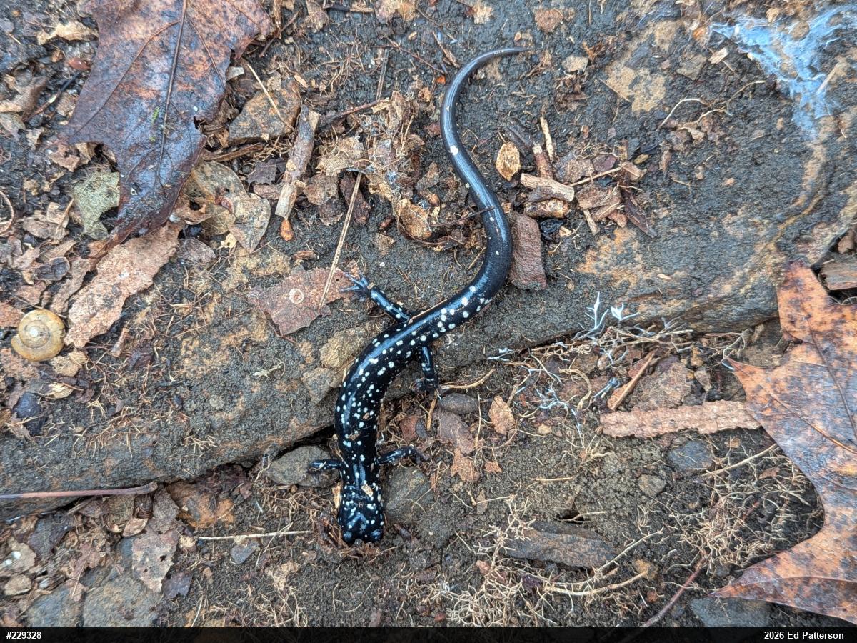 Northern Slimy Salamander