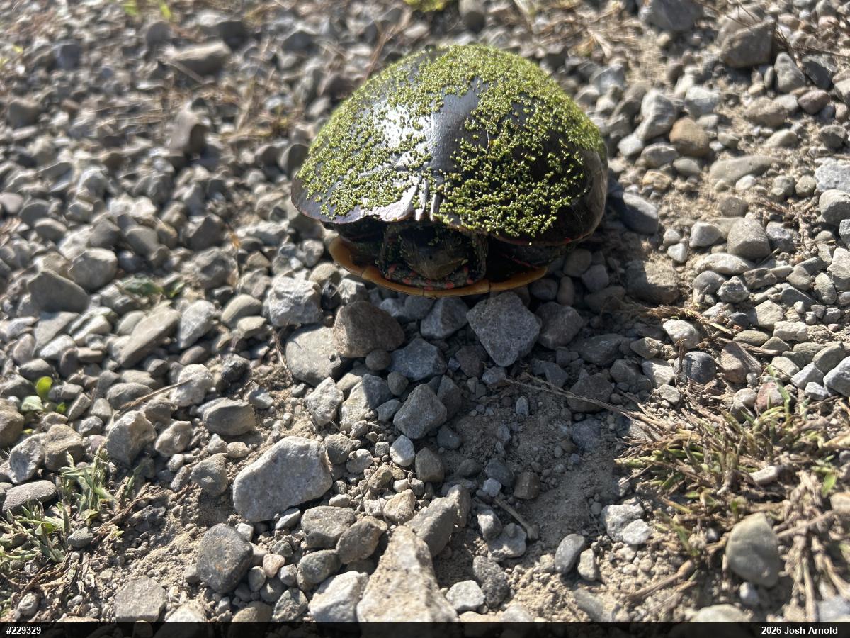 Painted Turtle