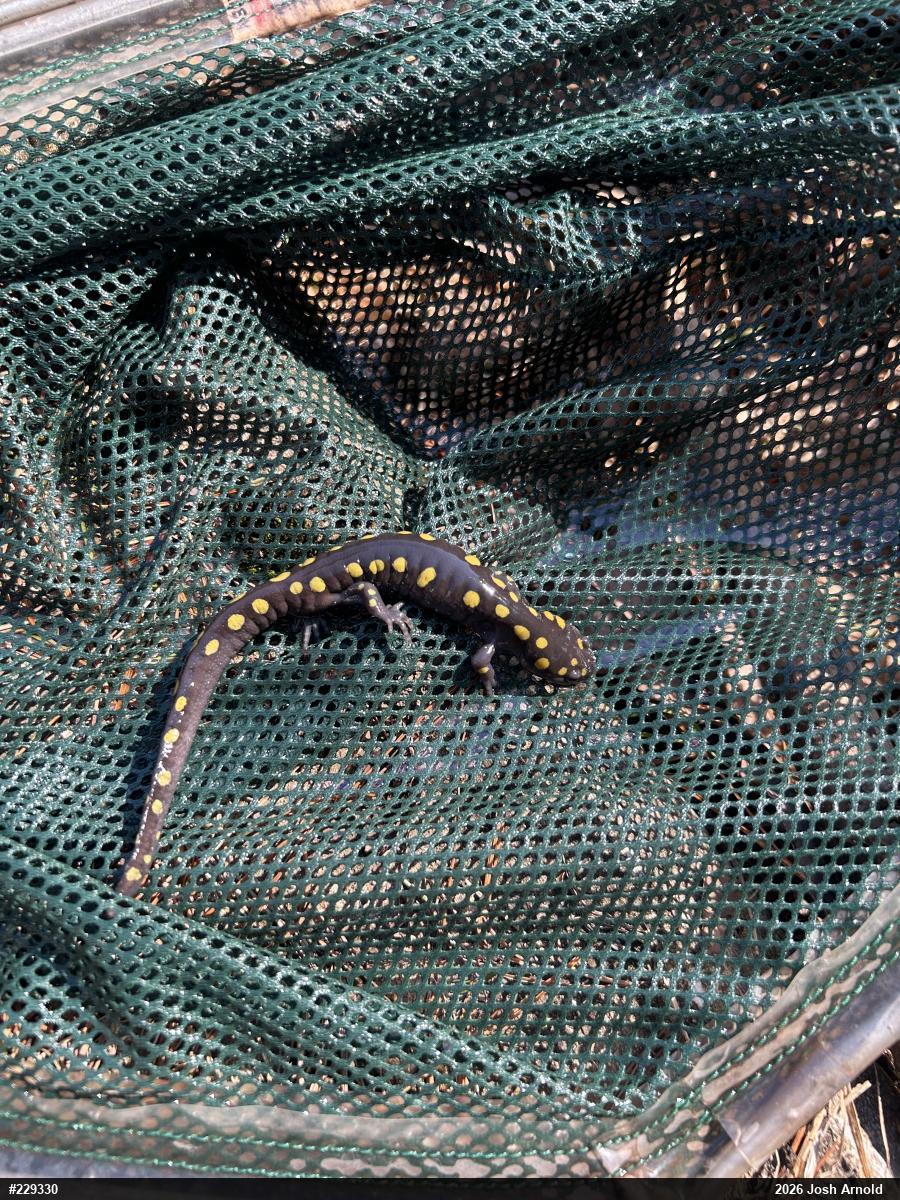 Spotted Salamander