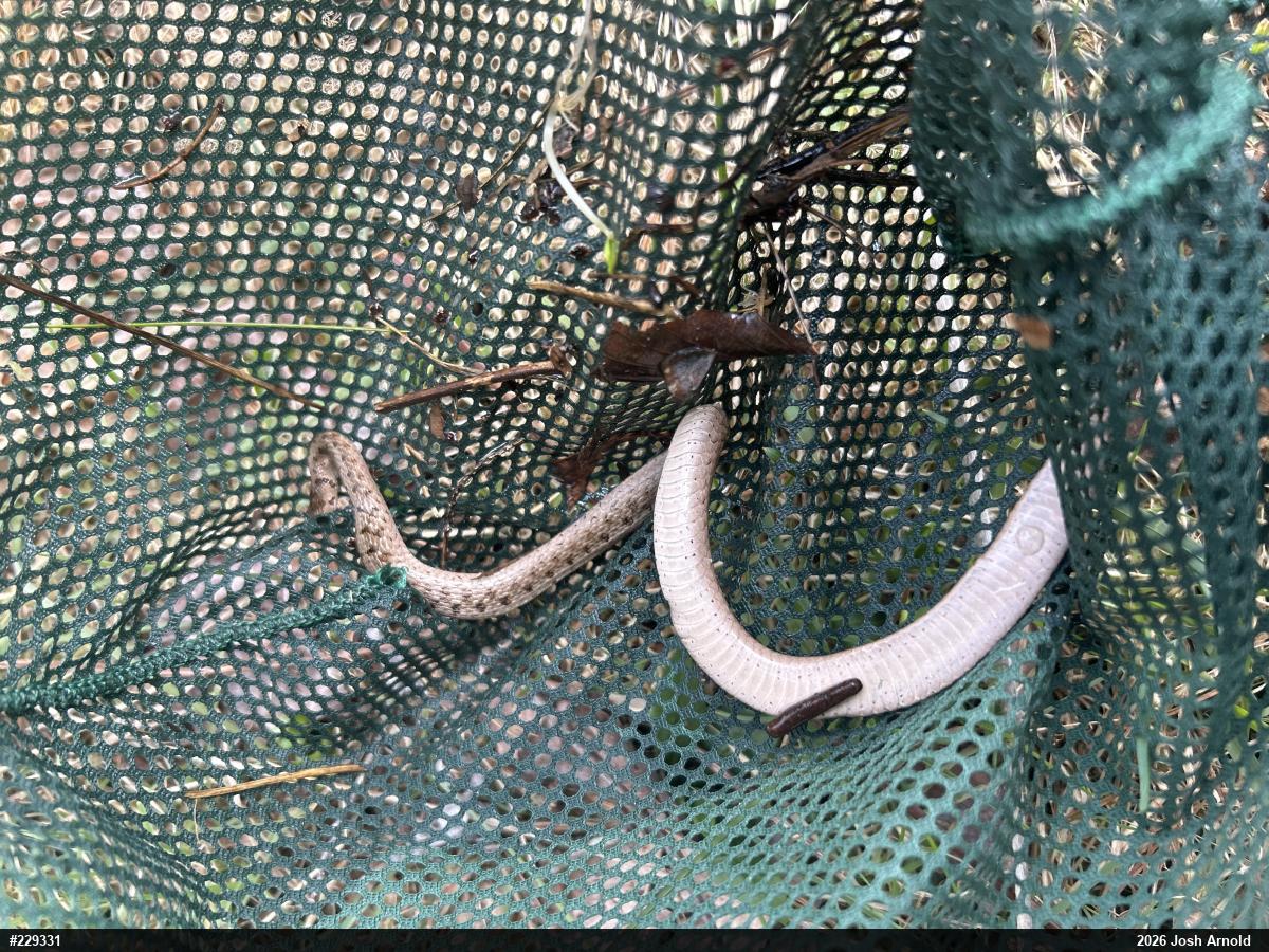 Dekay's Brownsnake