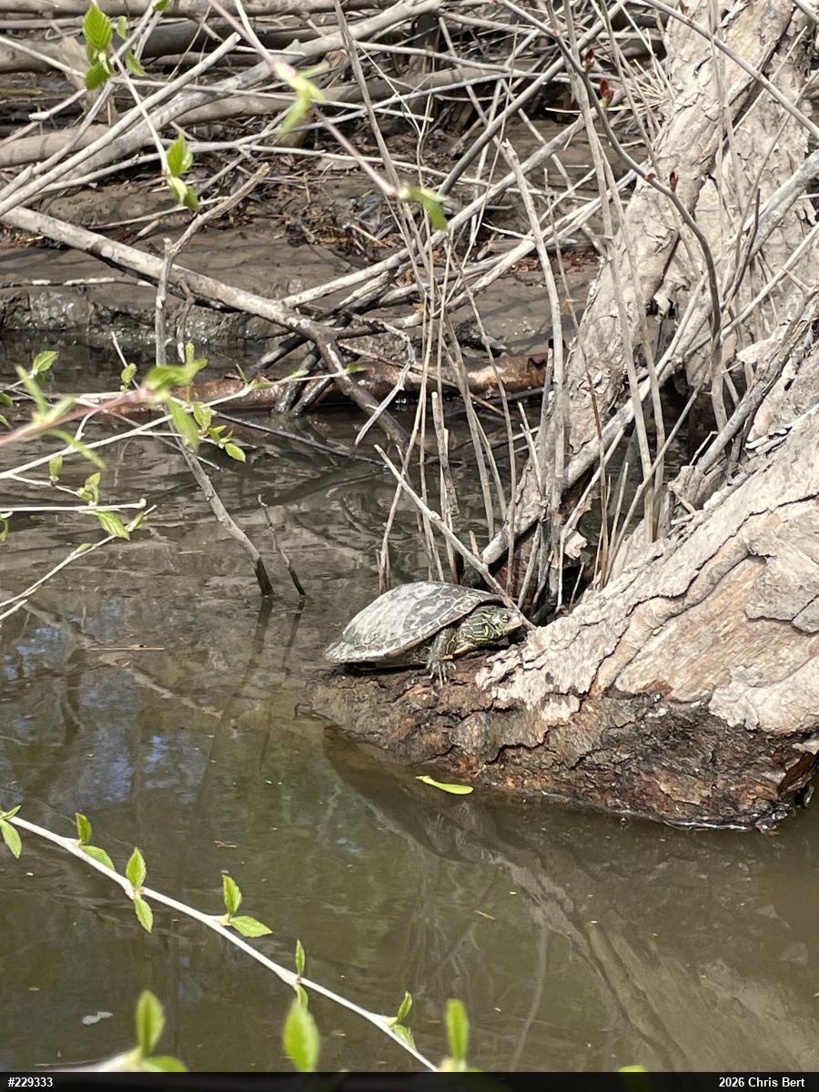 Northern Map Turtle
