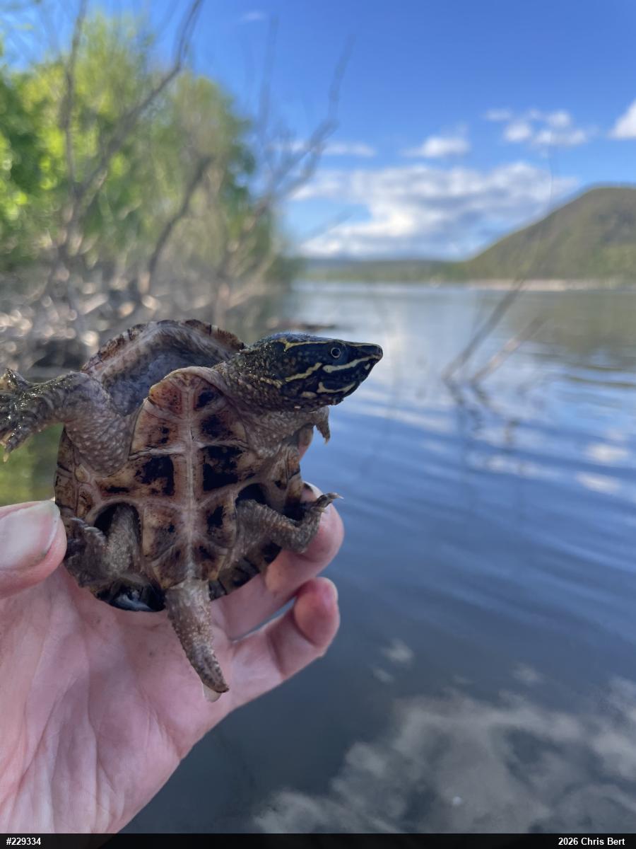 Eastern Musk Turtle