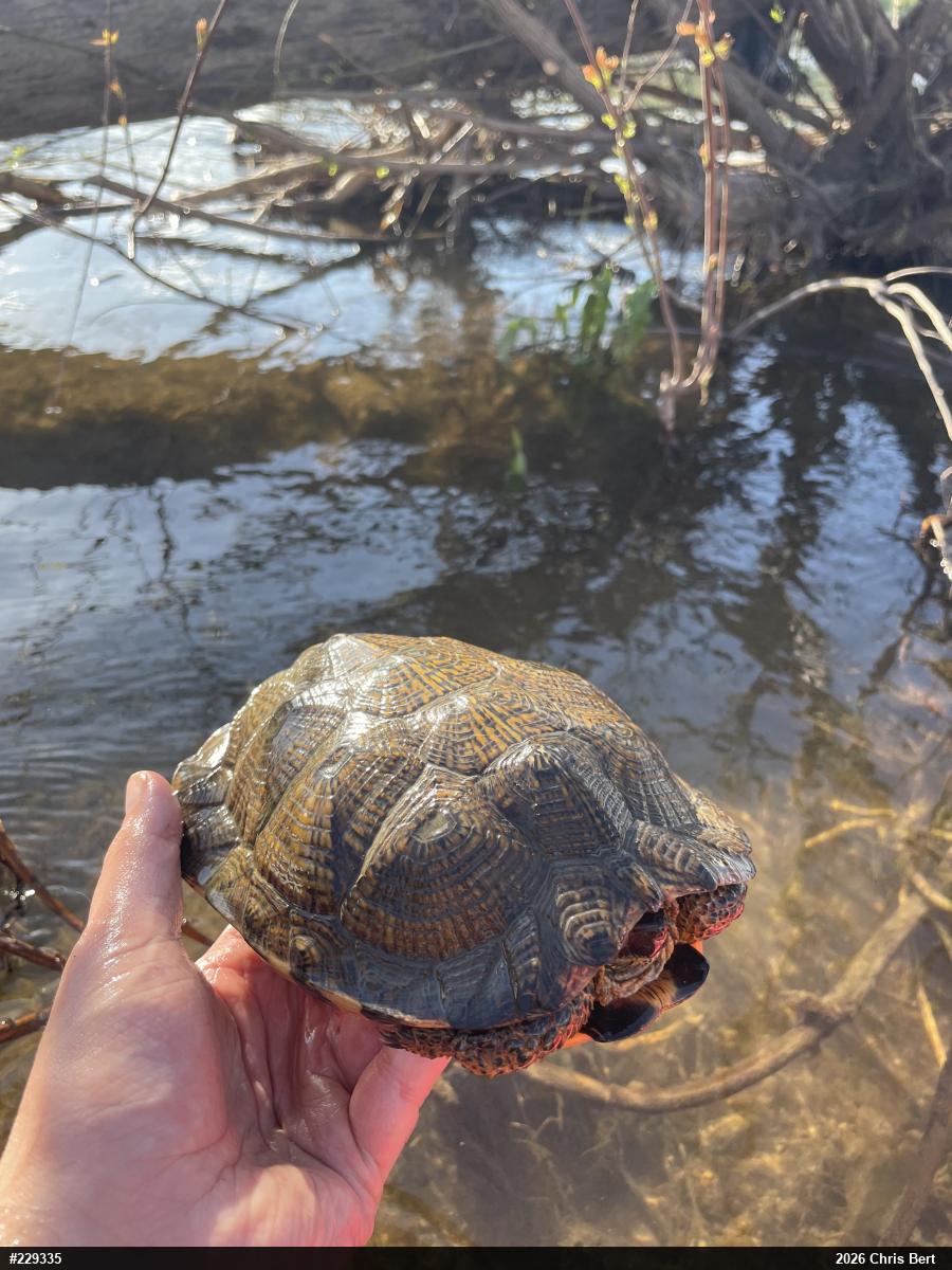 Wood Turtle