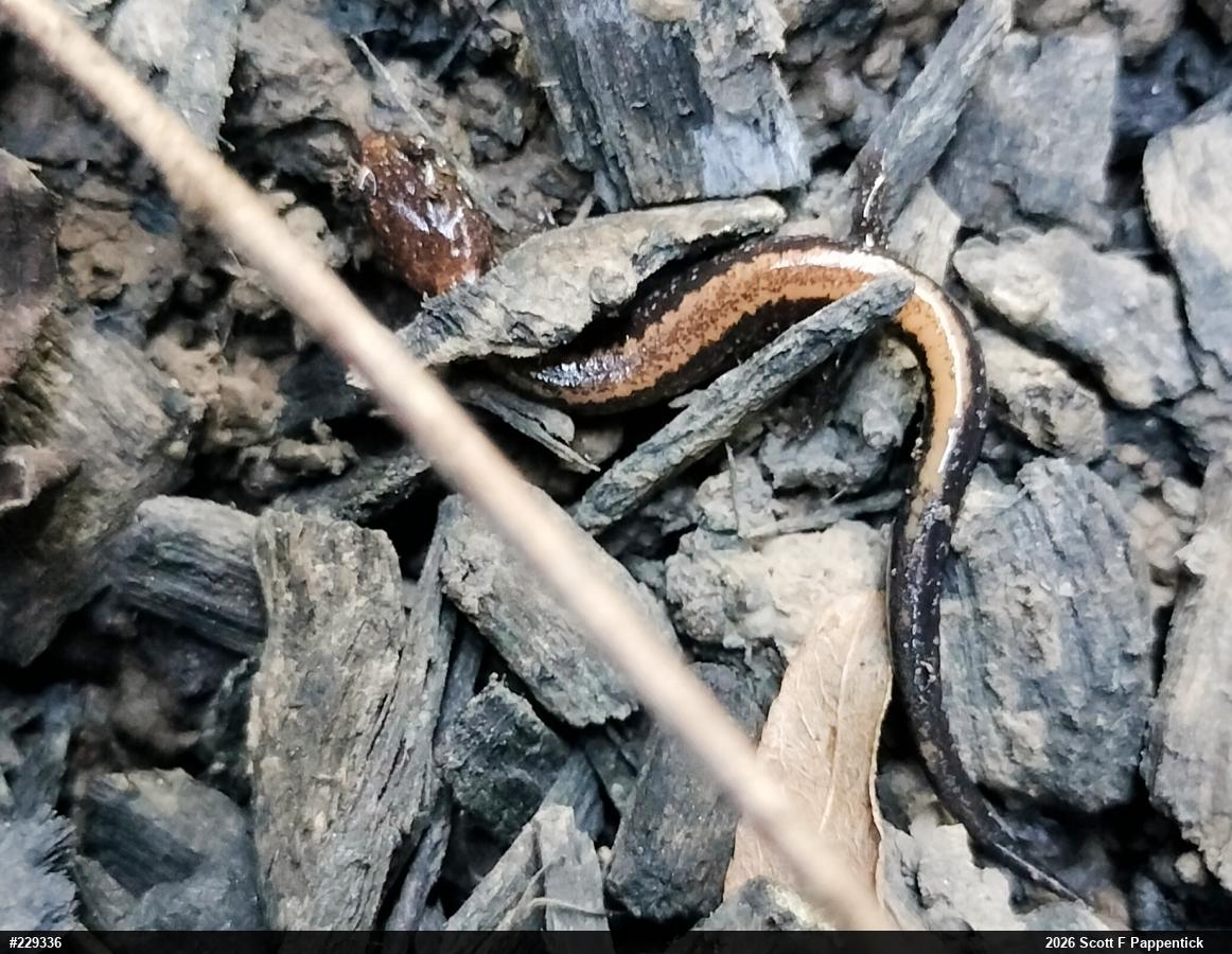 Eastern Red-backed  Salamander