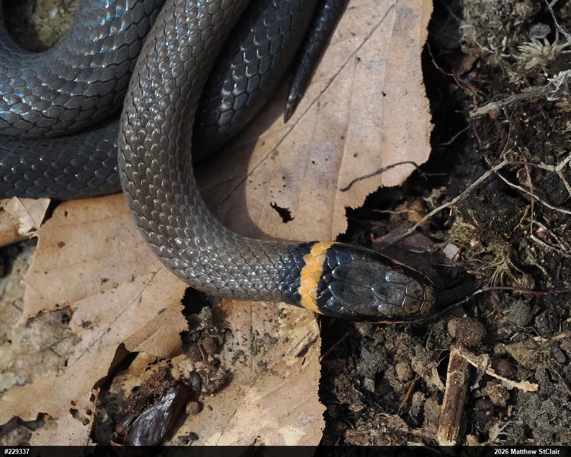 Northern Ring-necked Snake