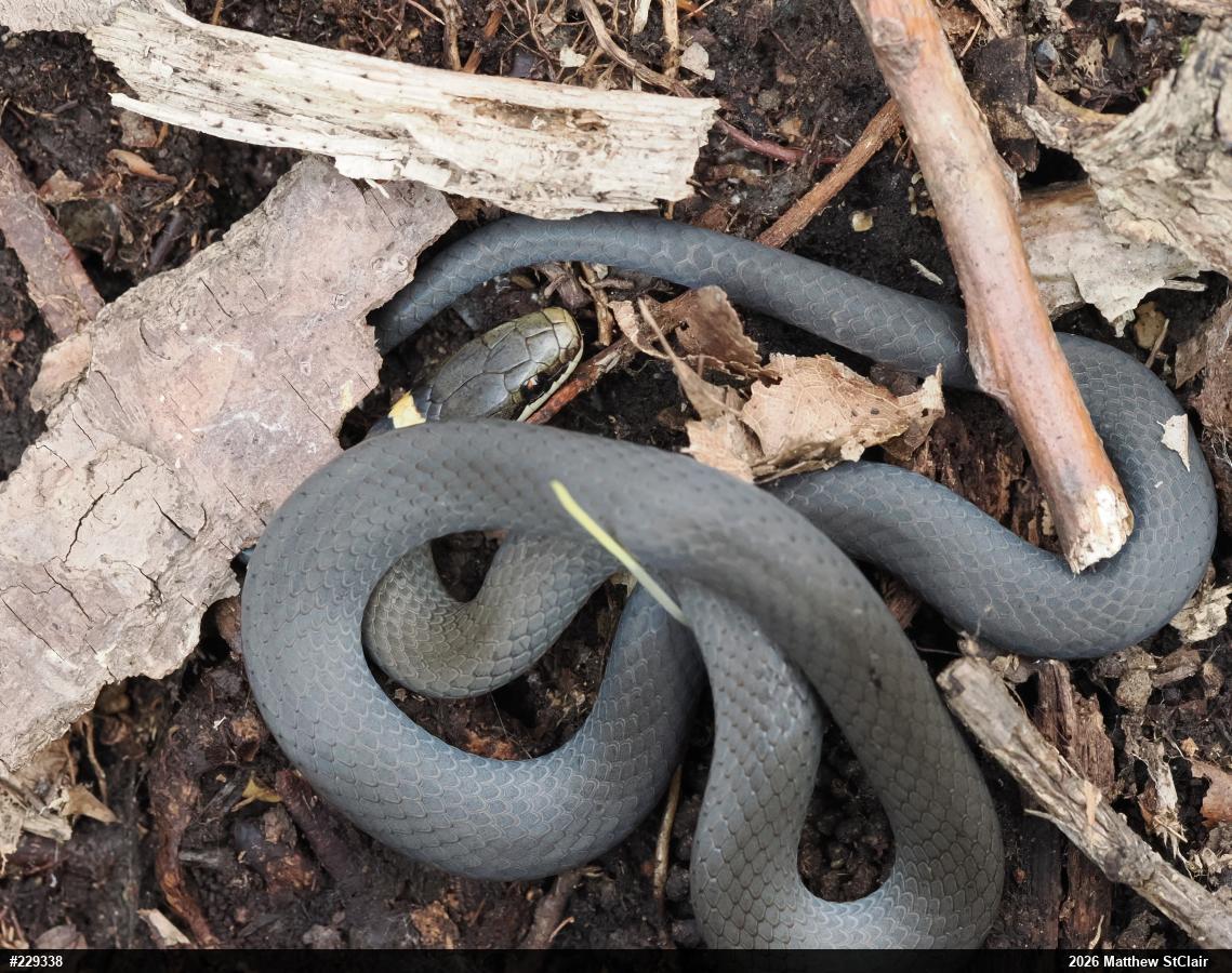 Northern Ring-necked Snake