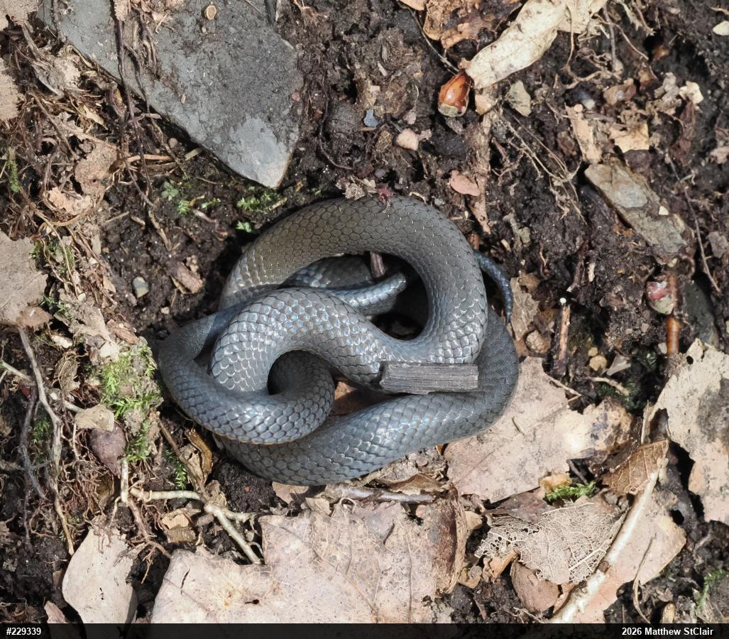 Northern Ring-necked Snake