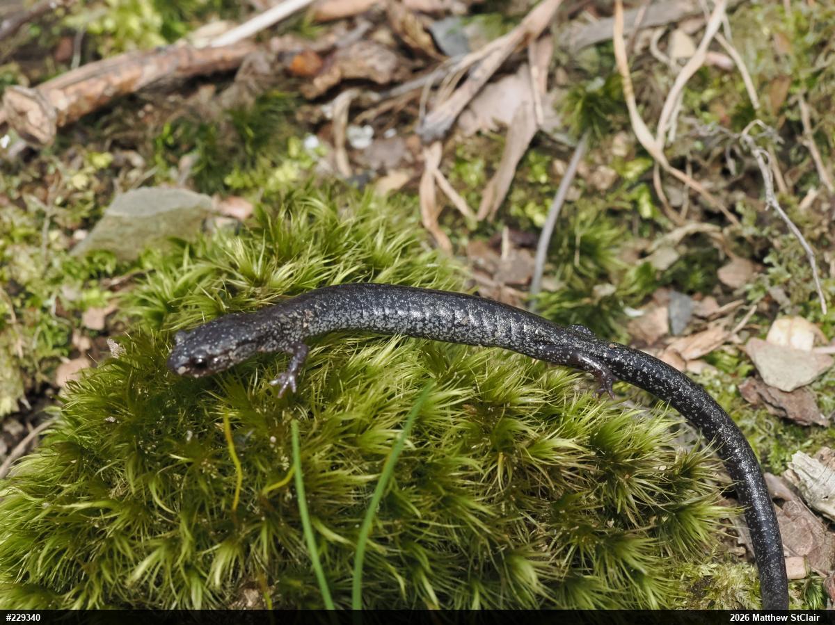 Valley And Ridge Salamander