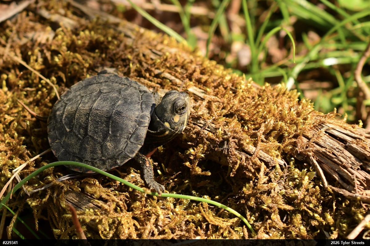 Midland Painted Turtle