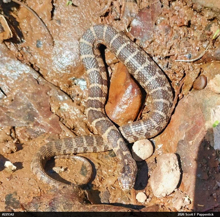 Northern Watersnake