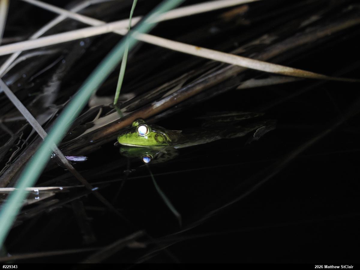 American Bullfrog
