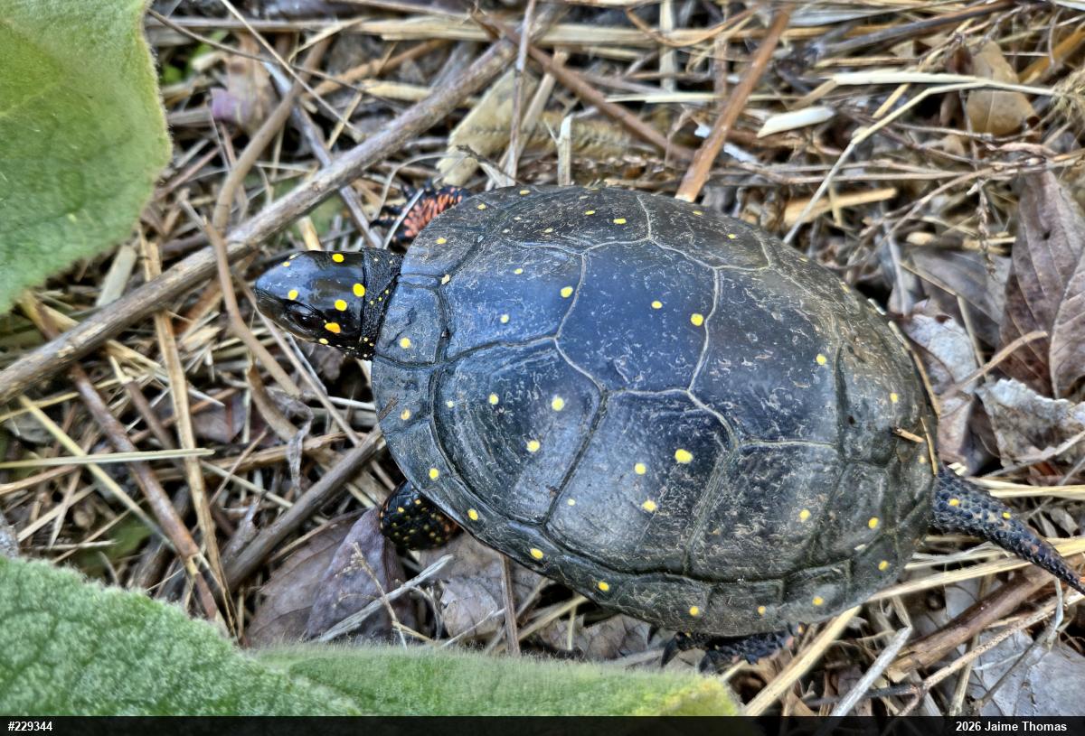 Spotted Turtle