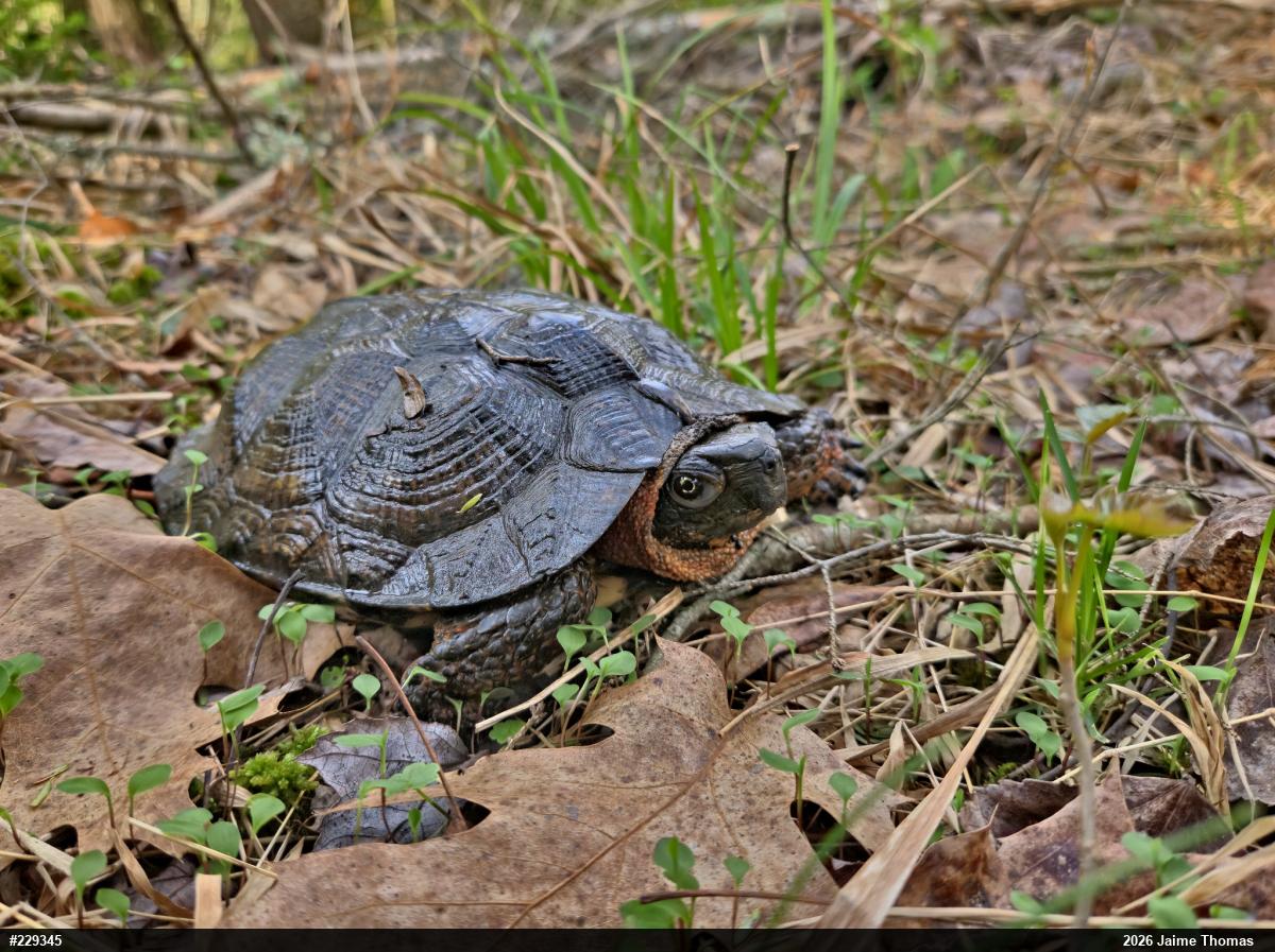 Wood Turtle