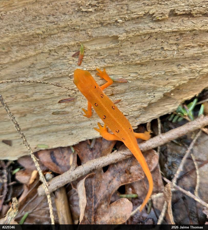 Red-spotted Newt