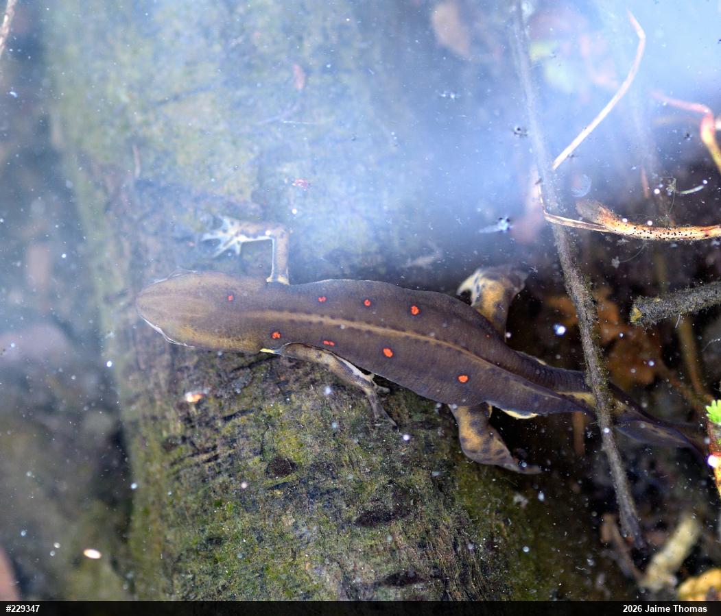 Red-spotted Newt