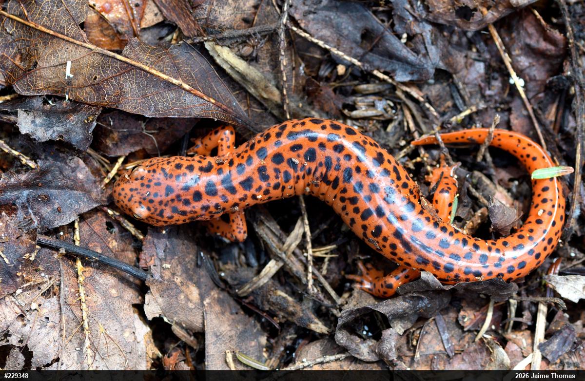 Northern Red Salamander