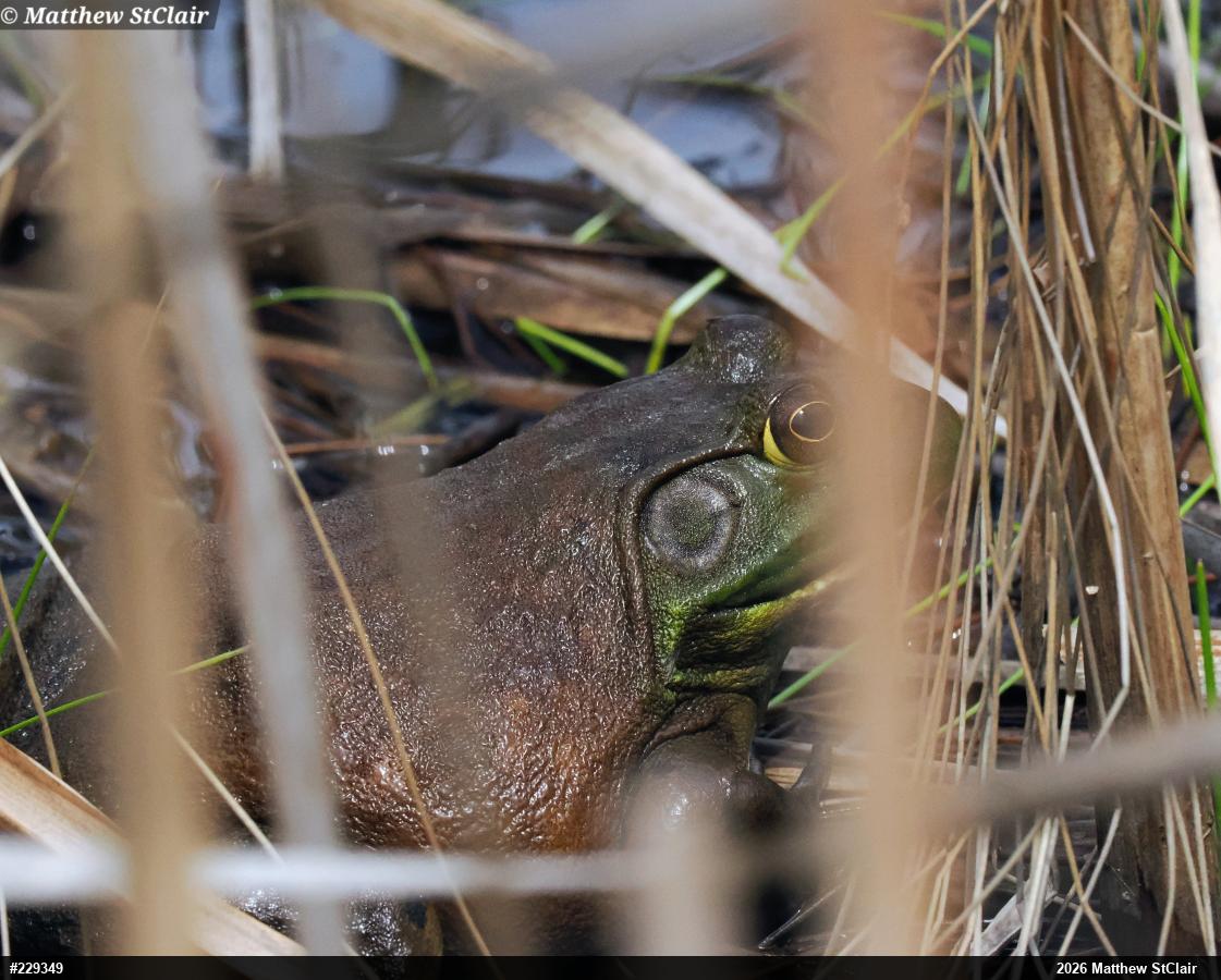 American Bullfrog