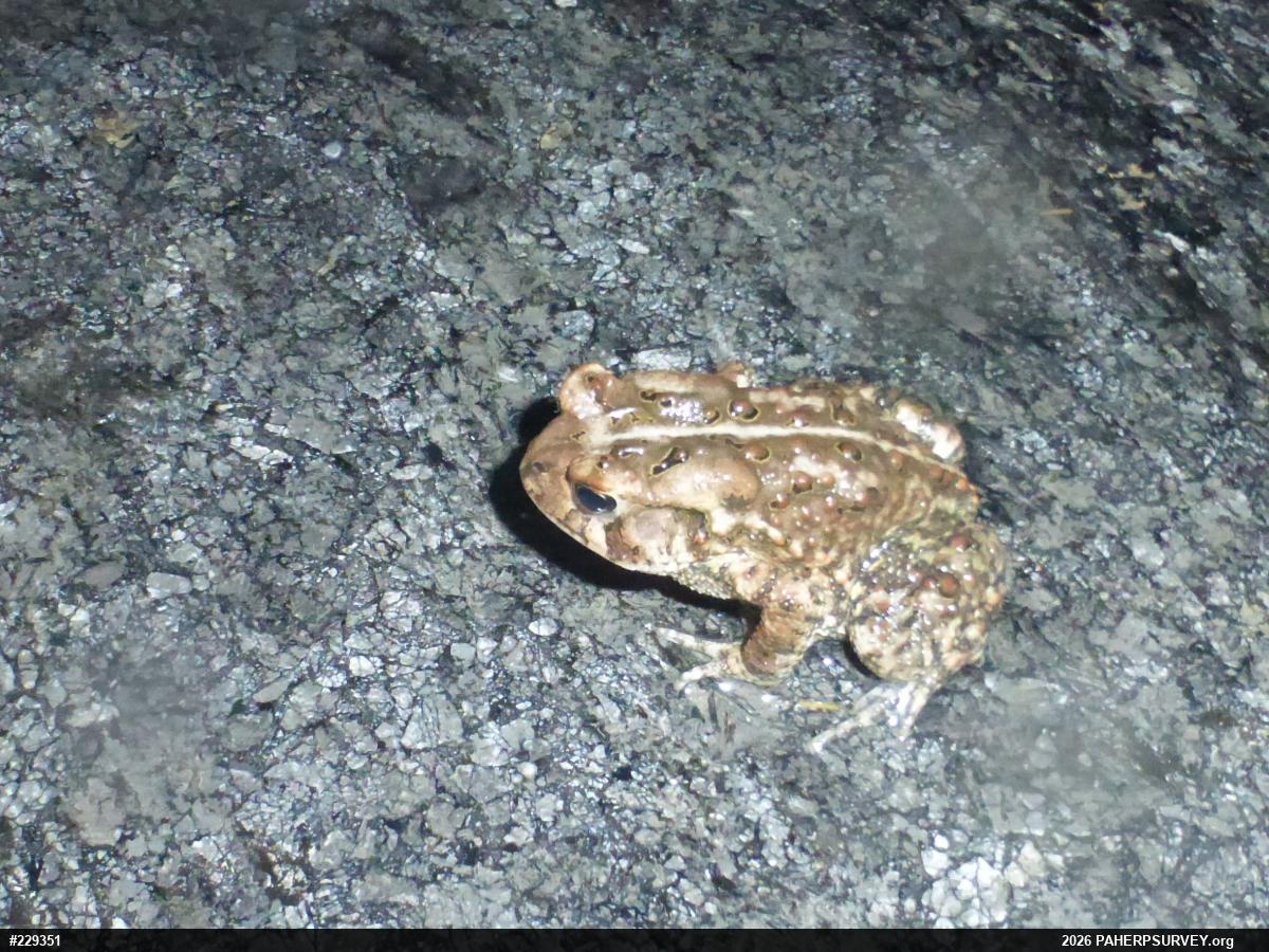 Eastern American Toad