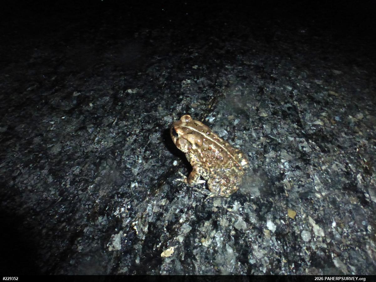 Eastern American Toad