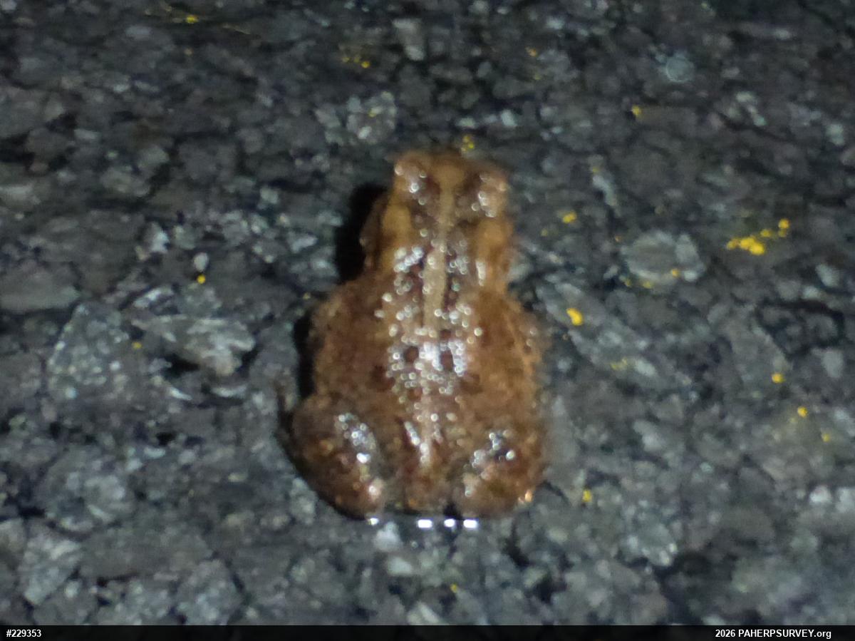 Eastern American Toad
