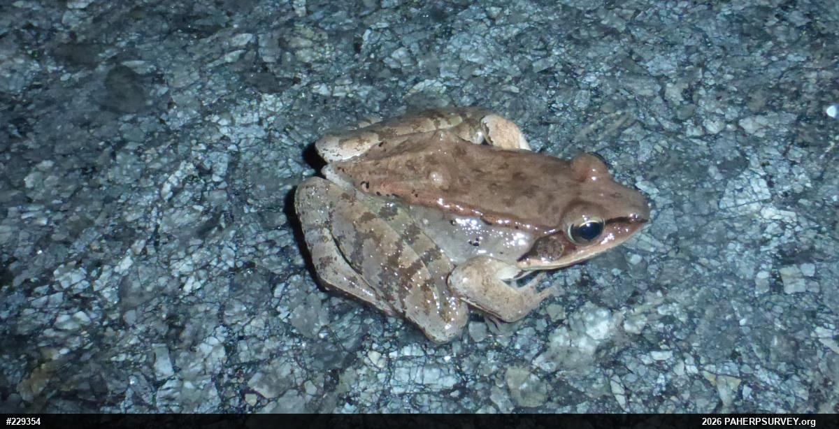 Wood Frog