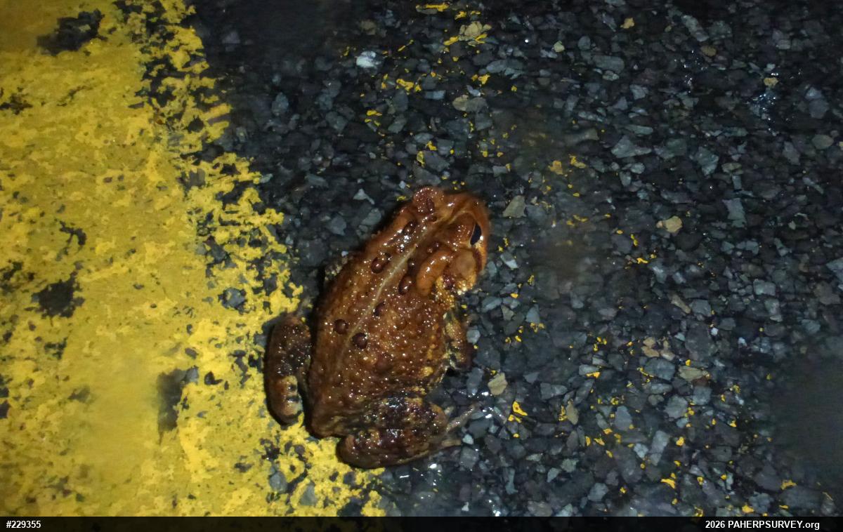 Eastern American Toad