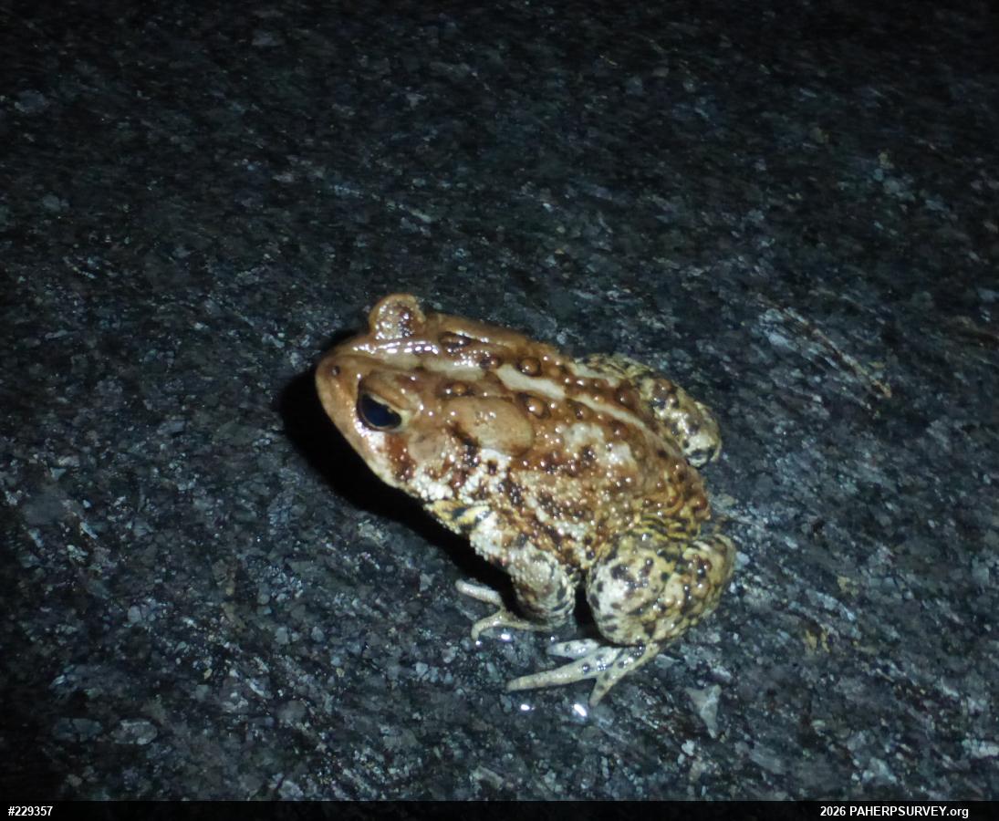 Eastern American Toad