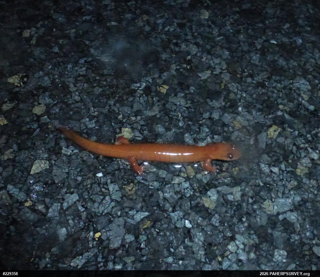 Northern Spring Salamander