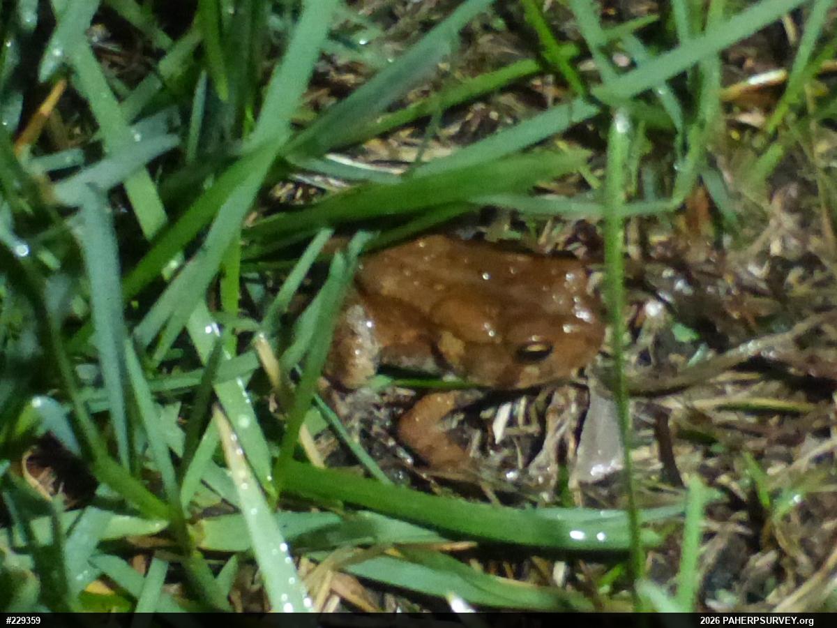Eastern American Toad