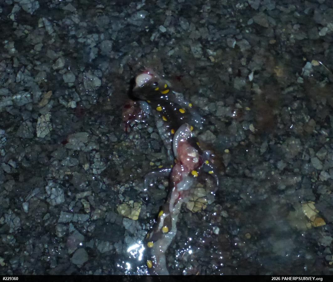 Spotted Salamander