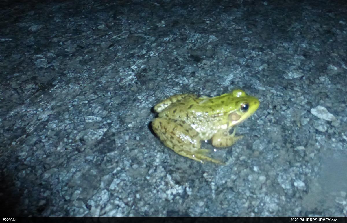 Green Frog