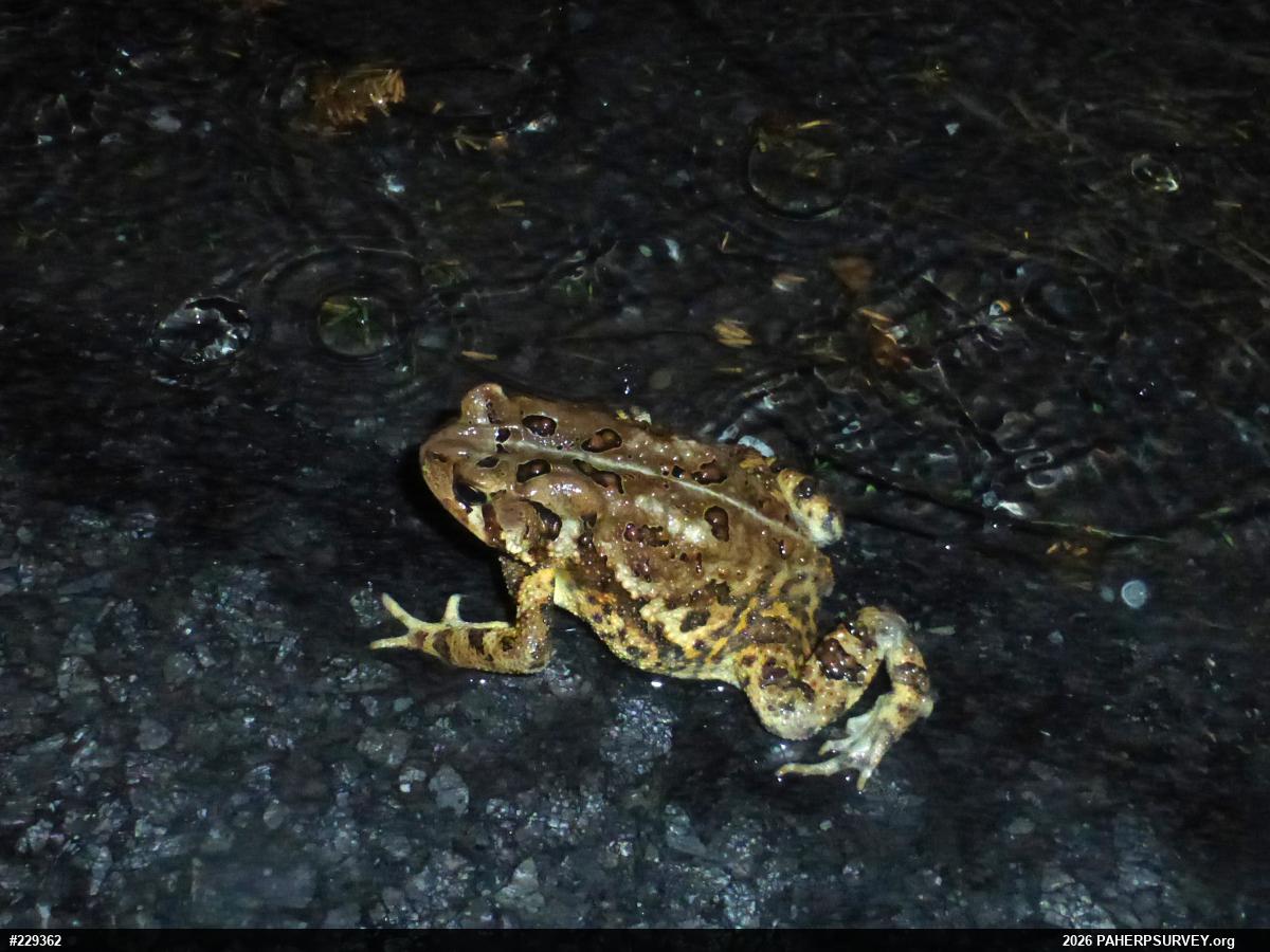 Eastern American Toad